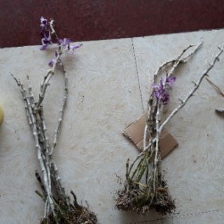 Kèn tím rừng