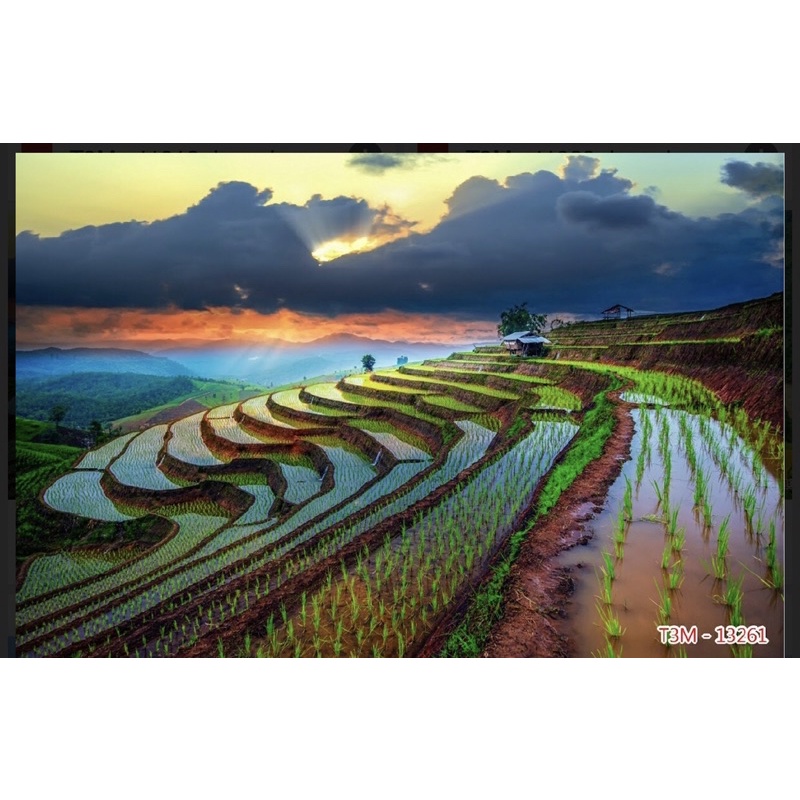 tranh phong cảnh ruộng bậc thang dán tường 3d. tranh in lụa
