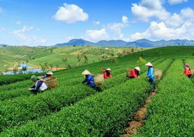 Trà Ngọc Thiện Trang 250gr - 300gr - 400gr