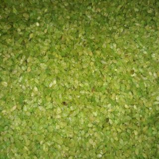 Cốm khô xanh 1kg