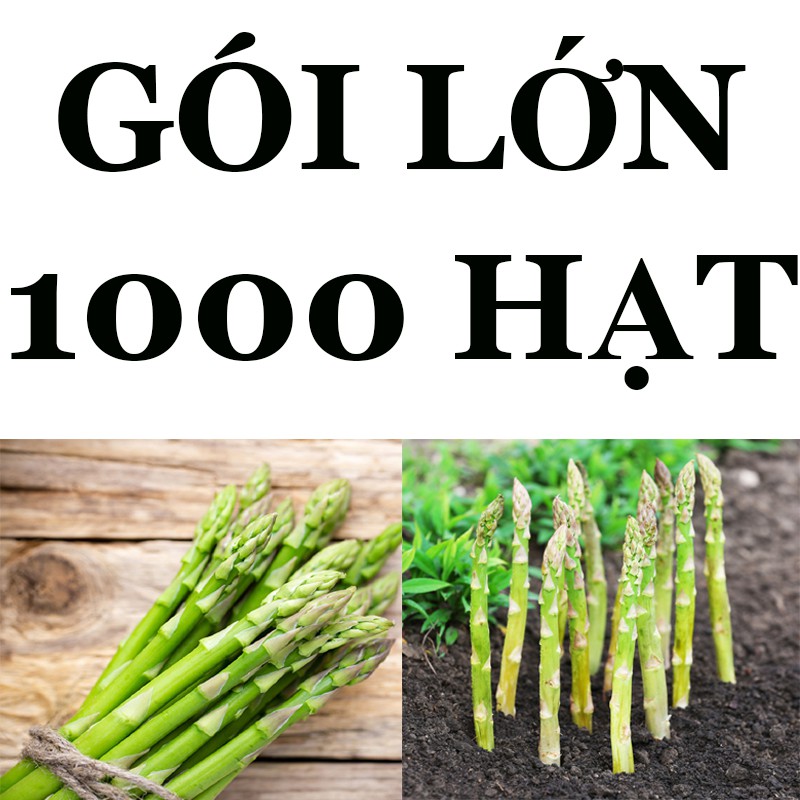 1000 HẠT - HẠT GIỐNG MĂNG TÂY XANH