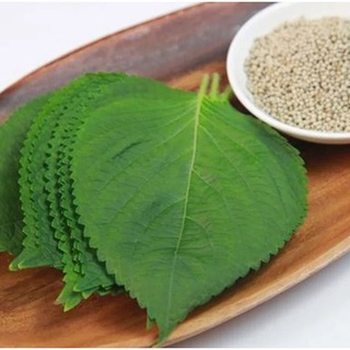 Gói 0.5gr hạt giống lá mè hàn quốc - lá vừng