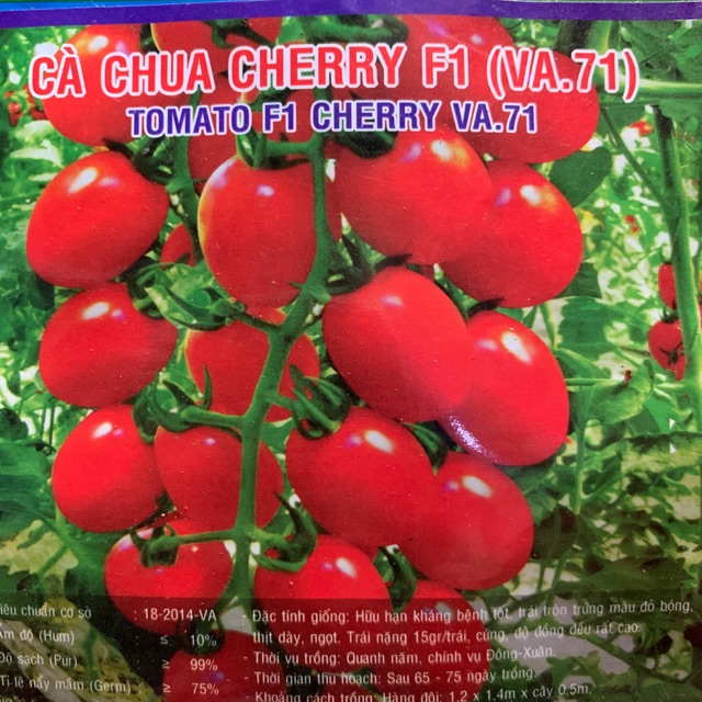 Hạt giống Cà chua cherry f1 dễ trồng ăn ngon