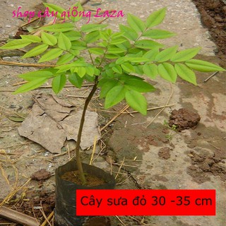 Cây Sưa Đỏ giống cao 30 -35 cm