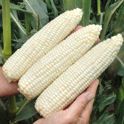Hạt Giống NGÔ NẾP LAI HN68 rất thơm gói zin 100g