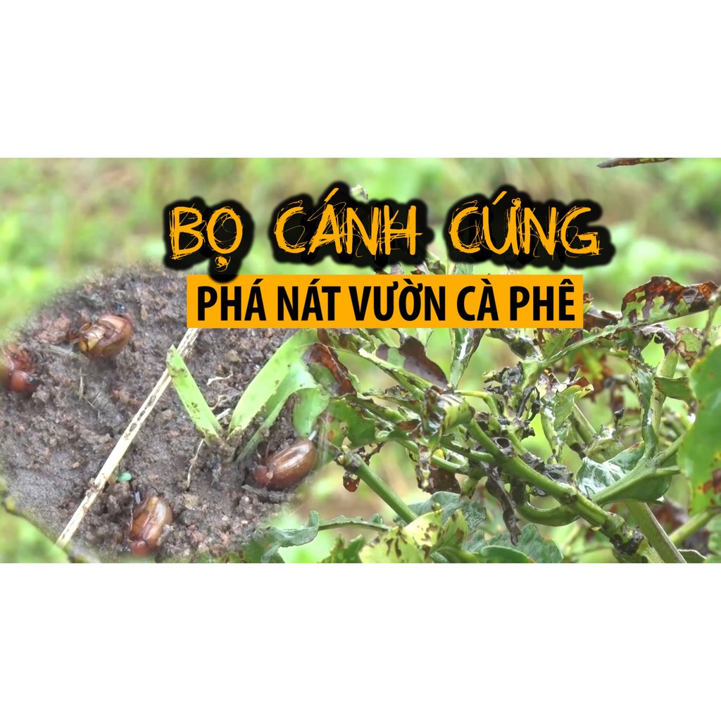 Chế phẩm trừ sâu sinh học Biob mua 5 tặng 1