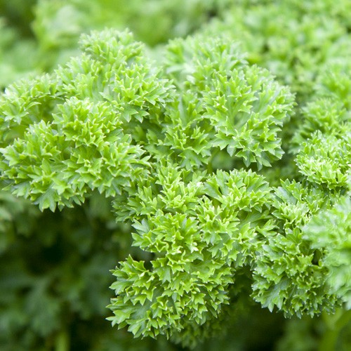 Chậu cây gia vị Ngò Tây Parsley