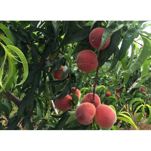 CÂY GIỐNG ĐÀO TIÊN NHIỆT ĐỚI NHẬT BẢN SIÊU NGON SIÊU QUẢ- CAM KÊT GIỐNG CHUẨN F1