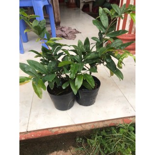 mai đại lộc cây trung
