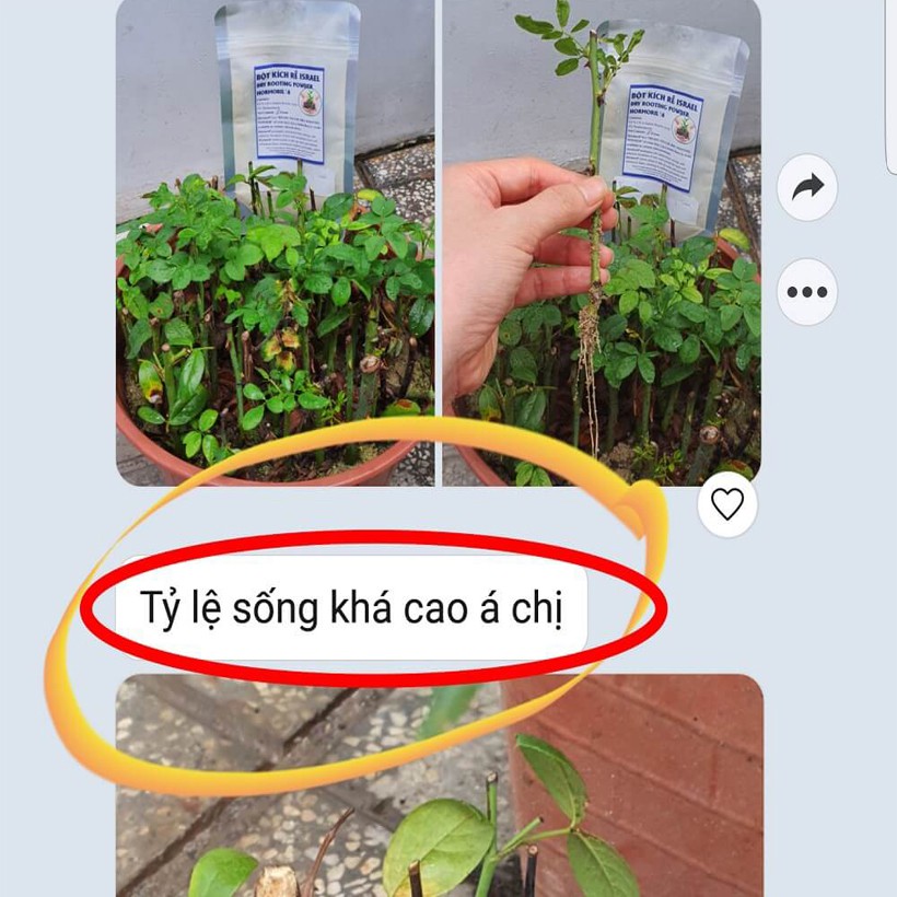 Bột Kích thích ra Rễ Cây Hoa Hồng Hormoril T6 with Fungicide (hủ 100gr có thành phần ngăn ngừa nấm bệnh cho vết cắt)