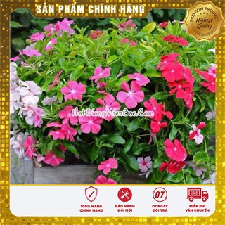 Hạt Giống Hoa Dừa Cạn Rũ Nhiều Màu(50 hạt)