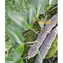 Phân Dê Túi Lưới 14cm Đã Qua Xử Lý Bón Phong Lan, Hoa kiểng