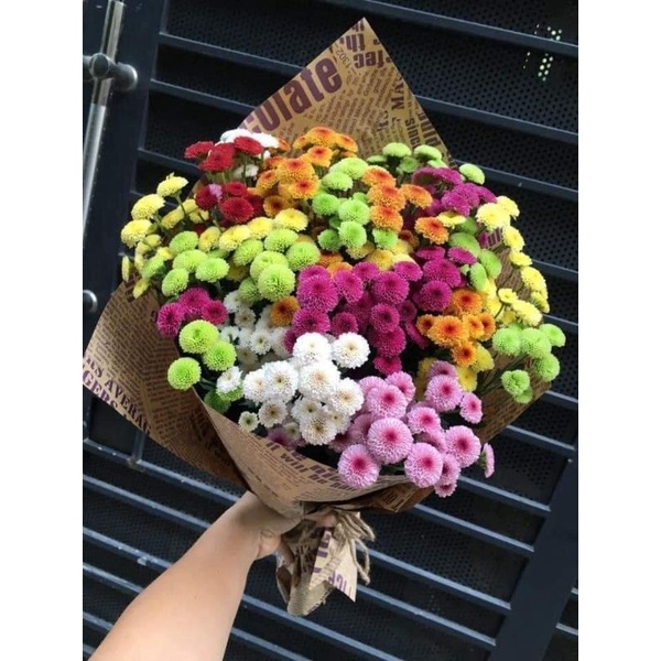 😍😍😍sỉ lẻ cúc giống số lượng lớn.