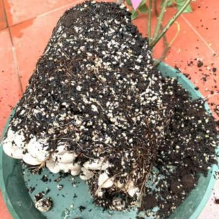 Đá perlite