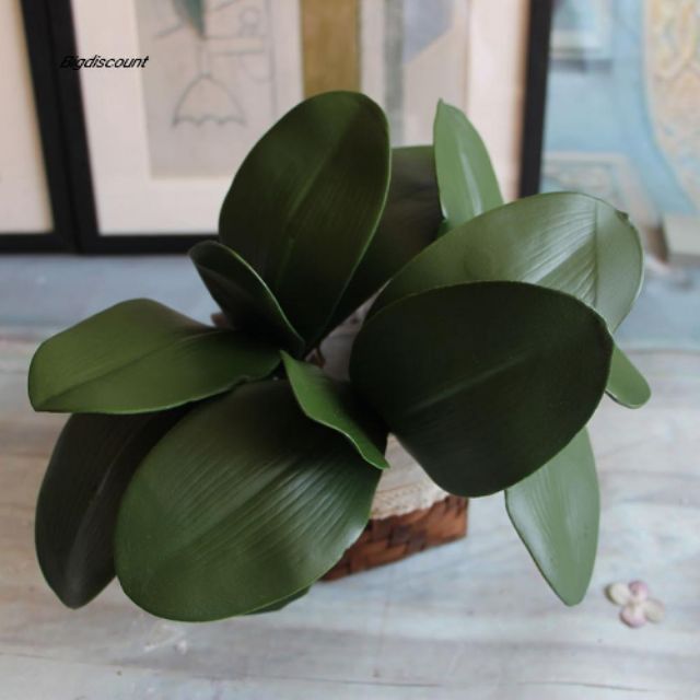 Gốc lá hoa lan trang trí