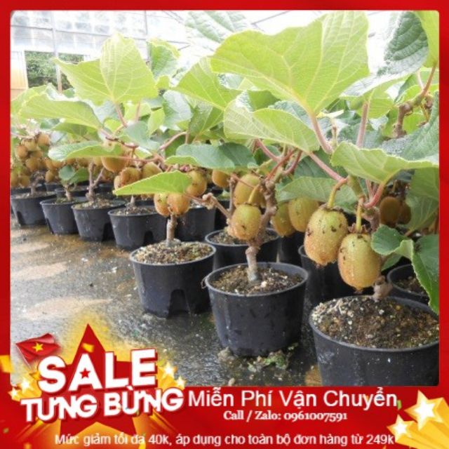 Hạt Giống Kiwi - 30 Hạt