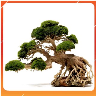 Lũa Bonsai mini cho bể cá thủy sinh