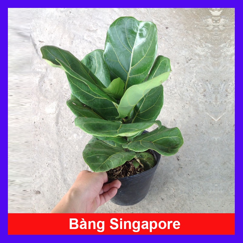 Cây Bàng Singapore - Cây cảnh sân vườn + Tặng phân bón cho cây mau lớn