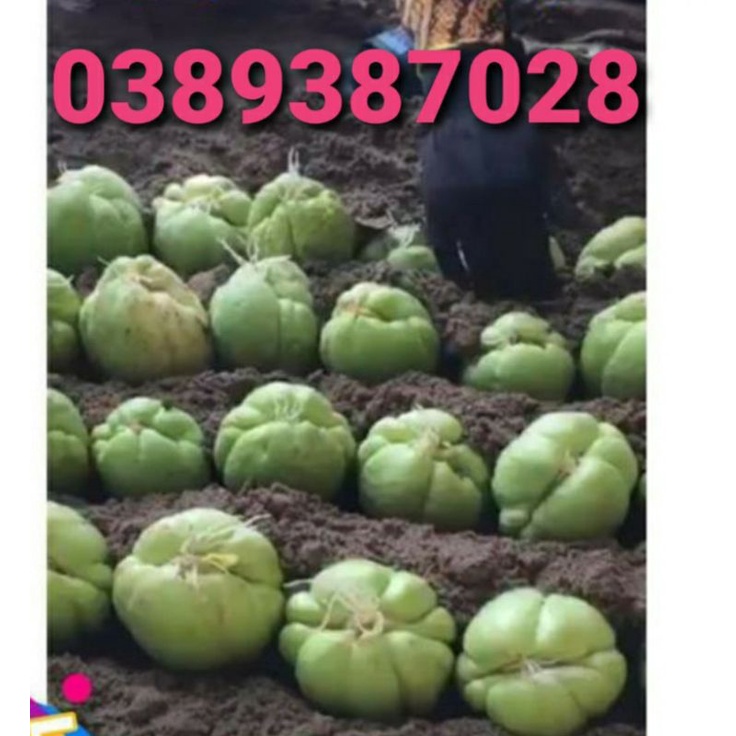 Quả su su giống 1kg