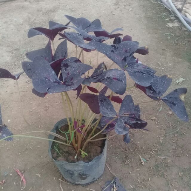 1 bầu bướm đêm