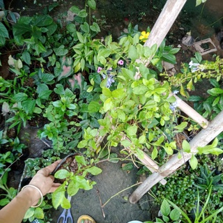 Cây thanh điệp, Cây thanh xà
