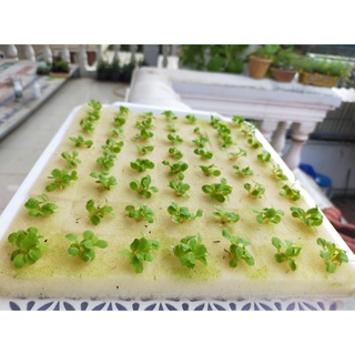   Loại xịn  5 miếng Mút xốp trồng rau thủy canh loại 56 lỗ 