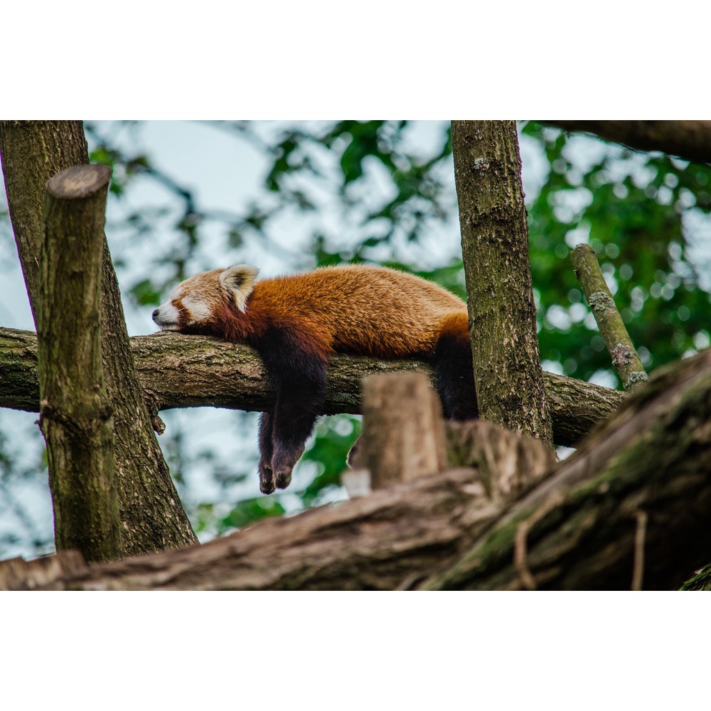 Bộ máy ảnh Nikon D5100 kèm ống kính AF-S NIKKOR 18-55mm F3.5-5.6