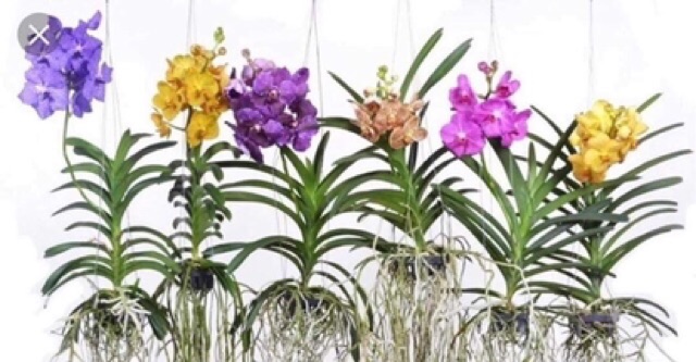 Vanda Nhiều Màu Mới Hot Nhất Hiện Nay Cây Đẹp Chuẩn Vườn