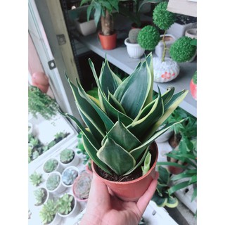 Cây Lưỡi Hổ Thái