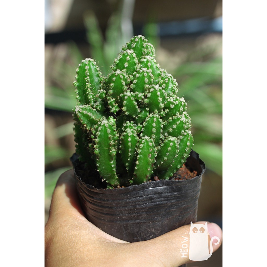 Xương rồng thanh sơn nhỏ | Fairy Castle cactus