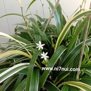 1 Chậu cỏ bạch lan chi - shop Ni Bảy Núi
