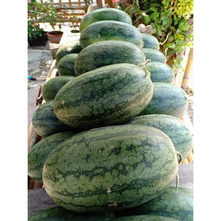 Gói 1GR hạt giống Dưa Hấu Lai F1 Tiên Đồng