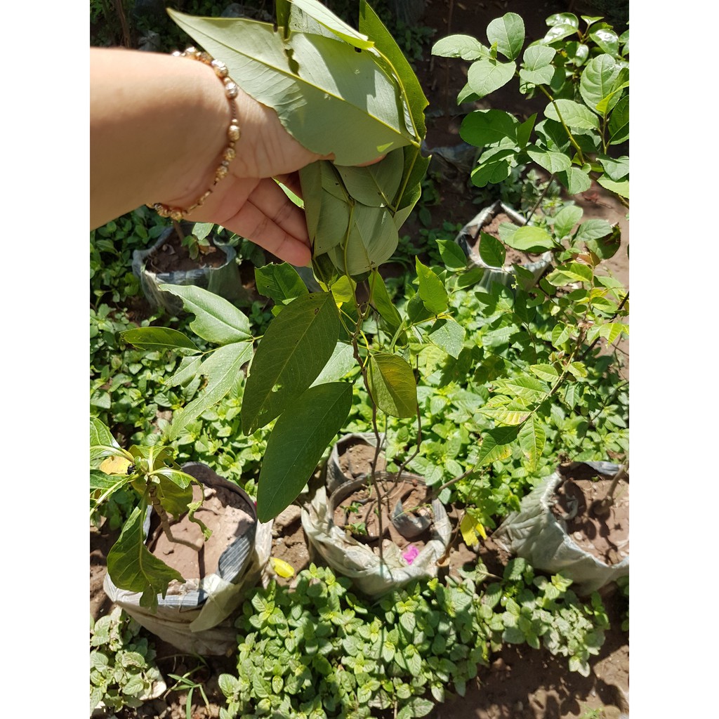 Muồng hoang yến cây cao 60cm