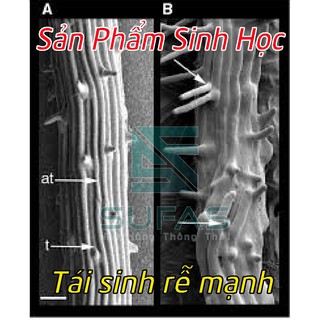 Phân bón lá sinh học SUFAS ĐEN  100ML