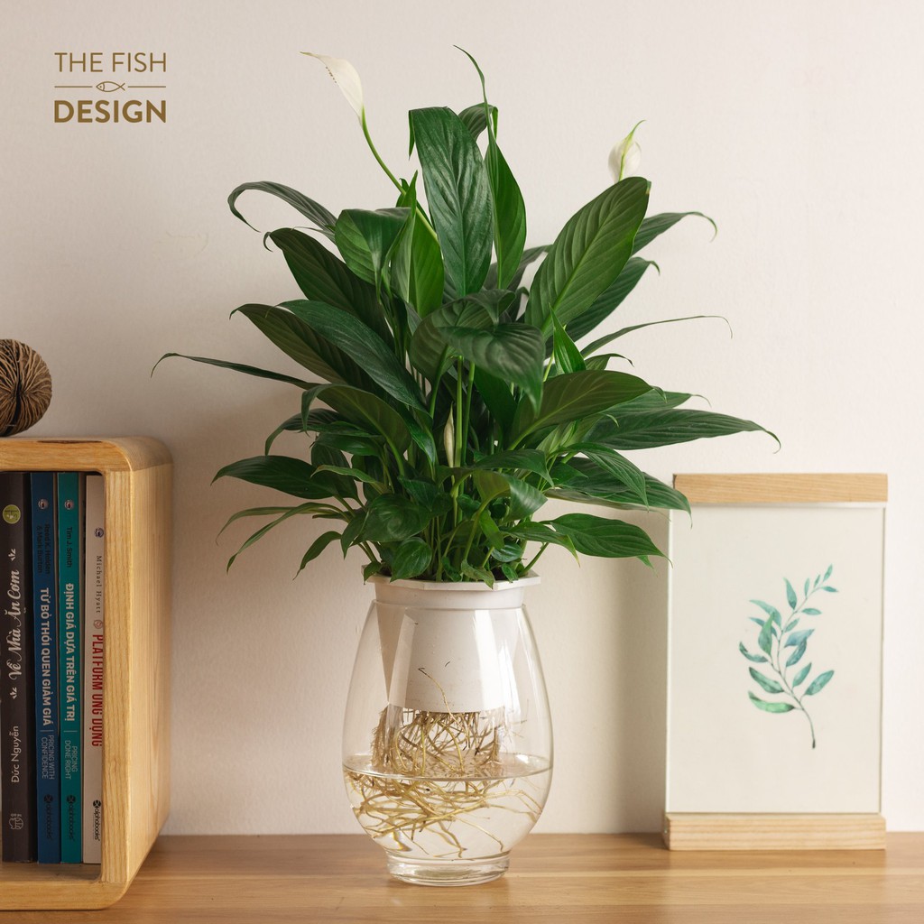 Bình cây lan ý thủy sinh | THE FISH SIZE L ( trang trí trong nhà, để bàn làm việc,..)