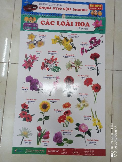 Bộ Tranh Treo Tường Học Tập 12 Chủ Đề Song Ngữ Cho Bé