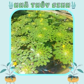 Cây thủy sinh | ấu thái