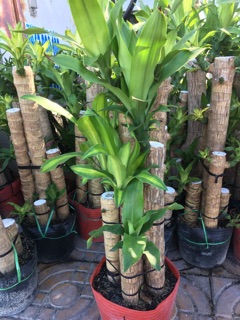 Cây phát tài khúc,thiết mộc Lan