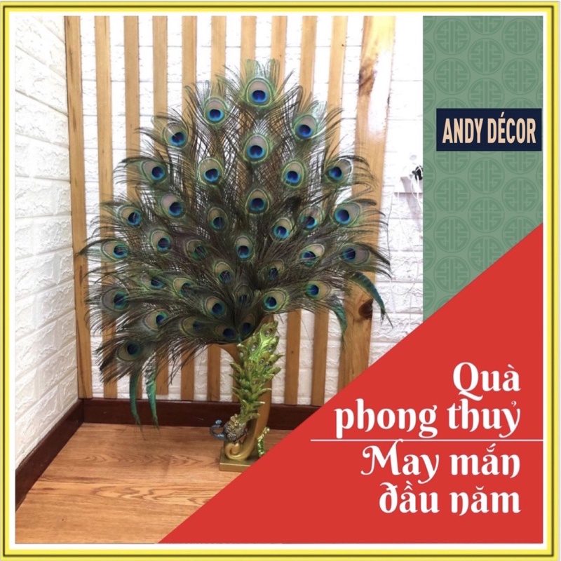 🦚CẮM SẴN Bình cắm LÔNG CÔNG 26-30-36 cành lông công đẹp