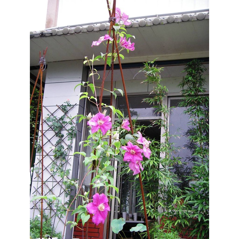 hạt giống HOA ÔNG LÃO, cây hoa dây leo nhiều màu dễ trồng