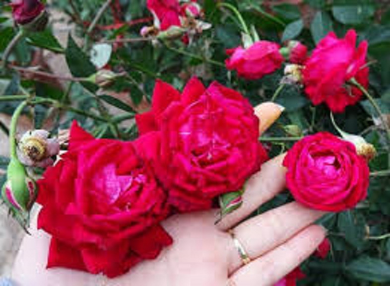 2 BẦU HOA HỒNGĐỎ HUẾ- BẦU CÂY GIỐNG D CỔ ÂM CÀNH TỪ CÂY MẸ NGUYÊN BẢN +Tặng 02 cây nhót ngọt