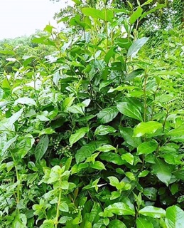 Bột trà xanh nguyên chất 100%