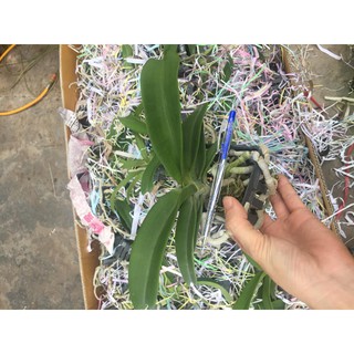 Ngọc điểm cây nhỡ