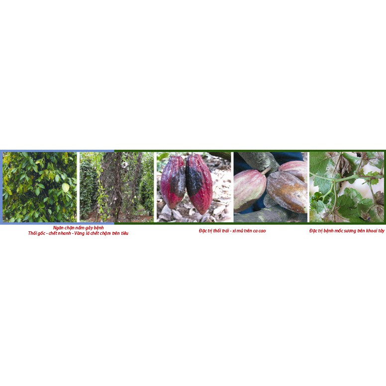 Thuốc trừ bệnh cho cây EDDY 72WP  đặc trị mốc sương, nấm phytophthora, vàng lá thối rễ của Công ty Hợp Trí