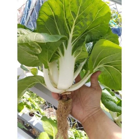 Hạt giống rau Cải chip trắng white pak choi_Cải thìa trắng pakchoy Thái Lan 5gr (~1700 hạt) nhập nguyên gói