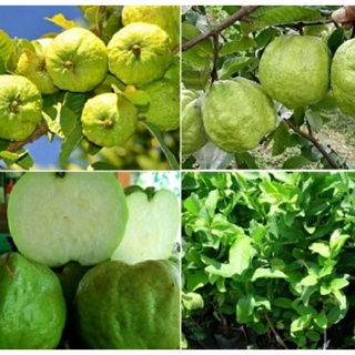 ổi nữ hoàng giòn ngọt quê trồng