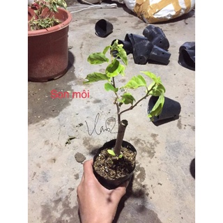 Hoa Giấy Son Môi ( Cây giống )