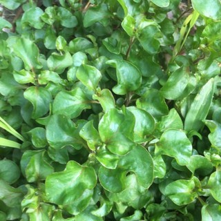 chậu dền nhật