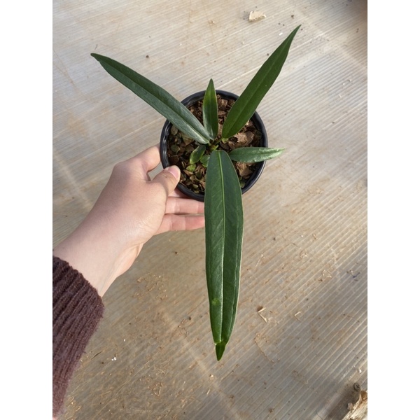 Chậu cứng anthurium bakeri