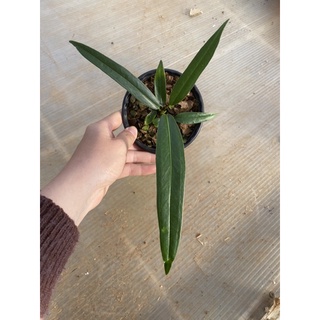 Chậu cứng anthurium bakeri